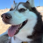 Agnes Berlese - @agnes.huskysiberiano - Instagram