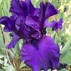 Agnes Hurst - Facebook
