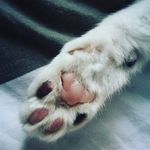 Agnes Jäger - @anesbellatrix - Instagram