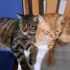 katzenvilla - @agneskatzenvilla - TikTok