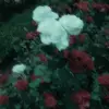 🦋🦋 - @agnes.miller7 - TikTok