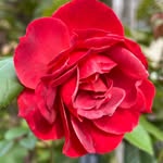 Agnes Miller - @agnesmiller465 - Instagram