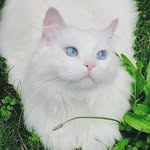 Agnes🐱💚 - @agnes_.potter - Instagram
