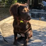 Agnes “Sage” Hegler - @sagetheboykin803 - Instagram