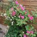 Agnes Fick - Facebook