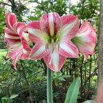 Agnes Walsh - @mawmawagnes - Instagram
