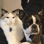 Agnes and Walter 🐶🐱 - @agnes_and_walter - Instagram