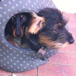@dachshund_agnes_walter - Instagram