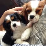 Walter & Agnes 💕🐶 - @walter_and_agnes_the_cavs - Instagram