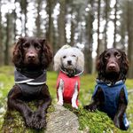 Agnes, Archie & Wesley - @agnes_archie_and_wesley - Instagram