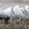 Agnes Yang - @agnes.yang2 - TikTok