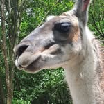 Agus Purnomo - @agus_purnomo_ - Instagram
