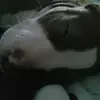 Agustin Guzman - @agustin.guzman16 - TikTok