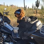 Agustin Peña - @rufus_motorcycle - Instagram