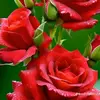 Ahmad abdala - @ahmadabdala40 - TikTok