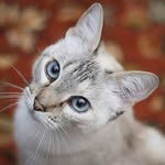 ahmad Arafeh 777 - @777ahmadarafeh - Instagram