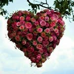 Shirin - @ahmad.asgariiii - Instagram