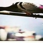 Ahmad Ashkar - @ashkar8290 - Instagram