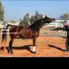 Ahmad ashkar - @ahmad.ashkar44 - TikTok