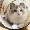 ahmadcurry94697 - @ahmadcurry94697 - TikTok
