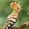 Mobarak Ahmad - @mobarak.ahmad - TikTok