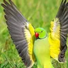 Ahmad roman - @user17396023 - TikTok
