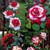 Ahmad Sultan - Facebook