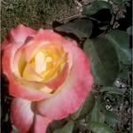 ahmedlong - @ahmedlong3466 - Instagram
