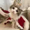 ahmed tabib - @ahmed.tabib8 - TikTok