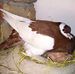 Ahsan Raja - Facebook