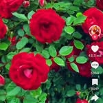 Aida Antonio de Jesus Martins - @aidaantoniodejesus - Instagram