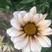 Aida Costa - Facebook