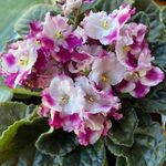 aida coy - @acoy5222 - Instagram