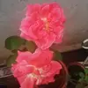 Aida Meneses - @aida.meneses76 - TikTok