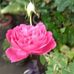 Aida Rose - Facebook