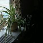 Aida Viruet - @viruetaida - Instagram