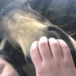 Aida🐴❤️ - @aida_westborn - Instagram