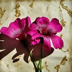 Aida Wilson - Facebook