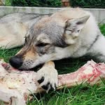 @aida_wolfdog - Instagram