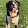 Aiden (Badger787) - @a_rod1628 - TikTok