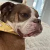 Thelazybulldog - @aidanbaxter037 - TikTok