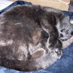 Aidan Benjamin - @_max_the_cat_13 - Instagram