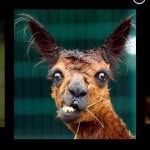 Aidan Berman - @aidanberman622 - Instagram