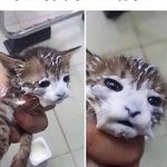 Cat - @aidan_buck69 - Instagram