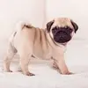 aiden calhoun - @pug.lover06 - TikTok