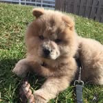 Aidan The Chow - @aidanthechow - Instagram