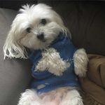 Aidan Singh-Compton - @aidanthemaltese - Instagram