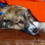 Aiden Cottrell - @appa.the.flying.dog - Instagram