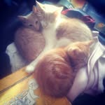 Aidan Dickson - @cats_of_ivona_clawyu - Instagram