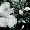 Aidan - @aidandoessinging - TikTok